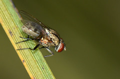 Diptera - Muscidae