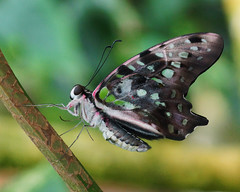 Tropical Butterflies