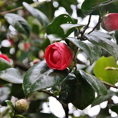 THEACEA - Camellia japonica