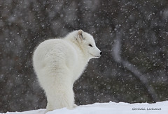Renard artique / Artic fox