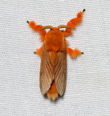 Dalceridae (Dalcerid Moths)
