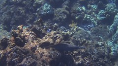 Eel Zeal and Trevally Folly
