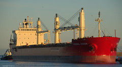 Fednav Shipping Vessels