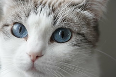 Chats / Yeux de chat / Cat's Eyes / Cats