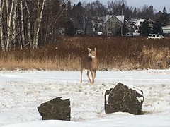 2018-11-11 Two Harbors beach light deer
