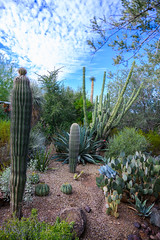 Phoenix Botanical Garden_dec_2018