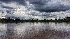 MATO GROSSO - Pantanal
