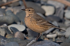 Wagtails, Pipits
