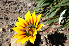 Which Bee Photos 2 Keep?