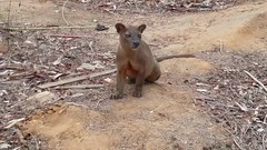 Madagascar 2018 - Mammals