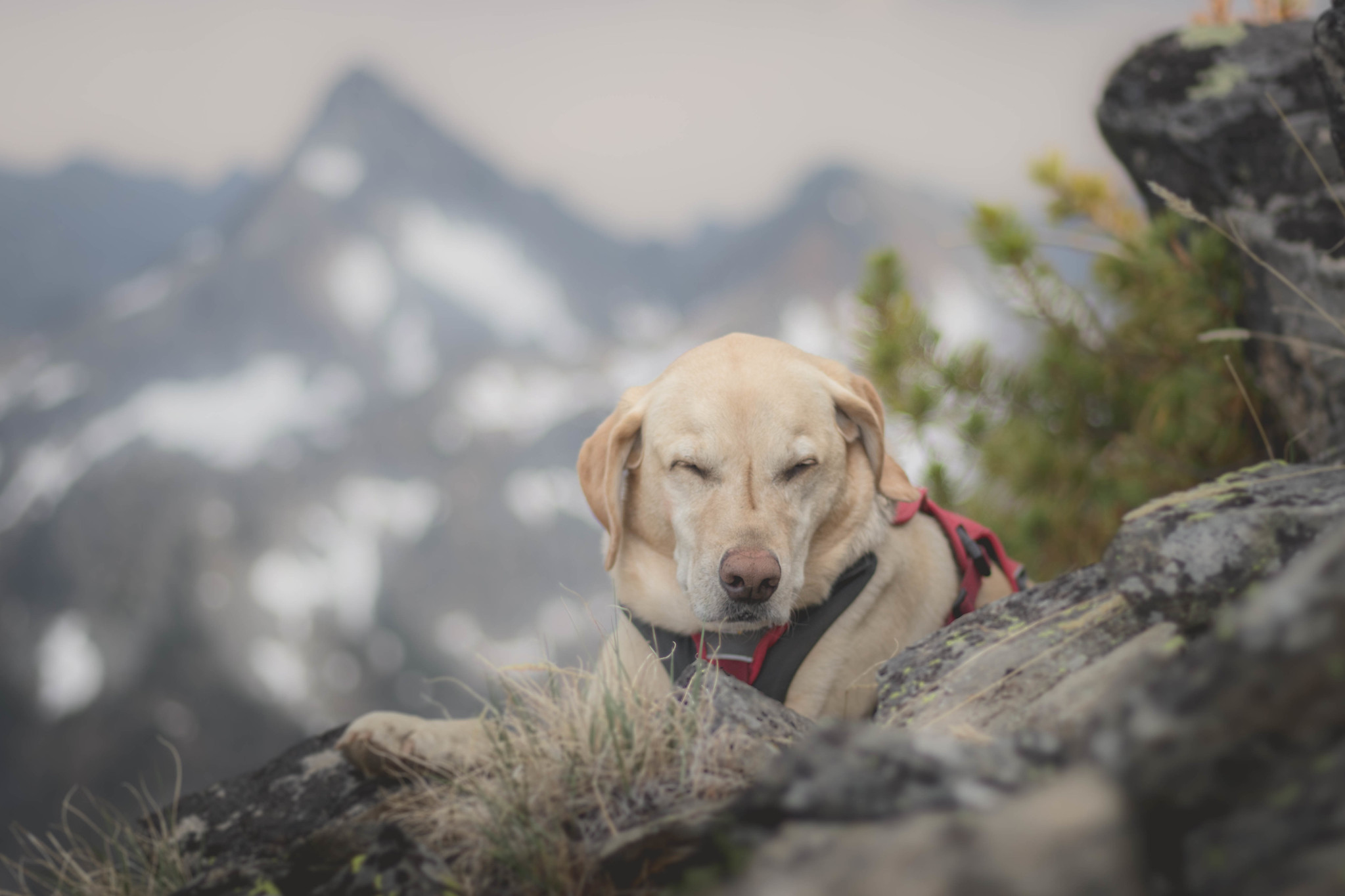 Summit dogs on Buckskin Mountain
