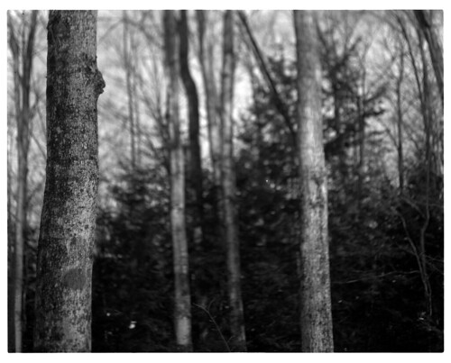 winter blackandwhite bw white black carolyn landscape large newhampshire format etna largeformat greyscale fieldcamera hanovernewhampshire geason carolynanngeason etnanewhampshire