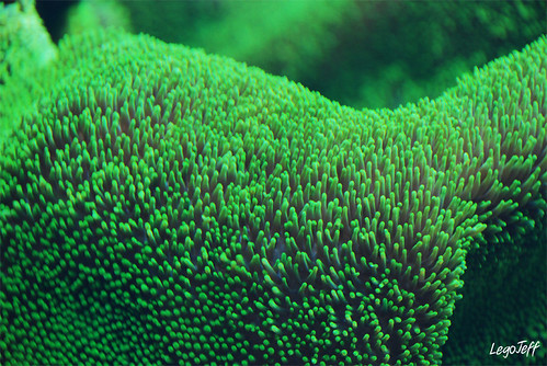 catchycolors aquarium vert salade algue d80 stichodactylahaddoni aquariumdelyon beauuuuuu