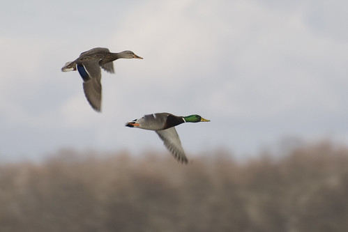 winter motion duck wings couple action connecticut pair flight newengland ct mallard marsh streamlined mates rockyneck giantonio kgiantonio kengiantonio