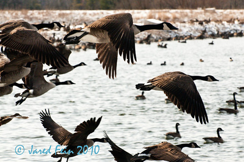 bird nature birds animals flying geese goose waterfowl canadagoose canadageese avian wetland gmt naturesfinest supershot bej natureselegantshots sewerdoc ©jaredfein inspiredbyyourbeauty