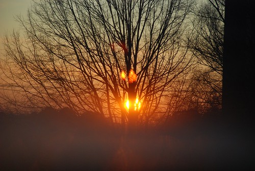 morning orange sun tree sunrise 365 project365 afsdxzoomnikkor18135mmf3556gifed
