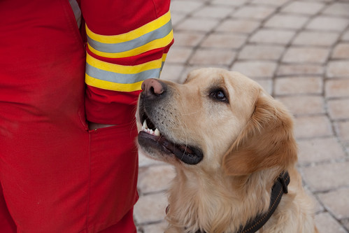 Rettungshunde-Training