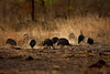 Guinea Fowls in late afternoon