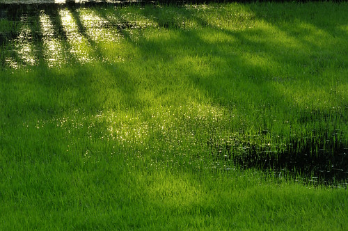 green nature grass austria österreich nikon natur meadow wiese sunrays sonne gruen sonnenstrahlen waldviertel d300 loweraustria niederoesterreich schickhofer