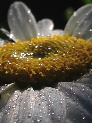 Bejewelled Daisy