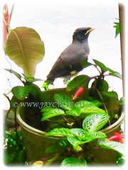 Acridotheres tristis resting on our potted plants at the frontyard. 17 June 2009