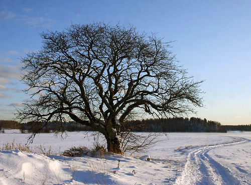 winter snow tree nature project landscape sweden natur haninge träd landskap photoproject välsta swedishwhitebeam oxel winterinsweden