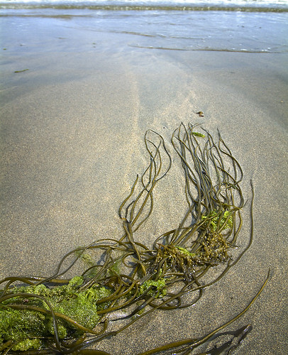 sea haven art beach topf25 photography photo sand weed jonathan charles shore yearning gorran jonathancharles