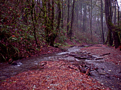 christmas nature misty fog creek moss scenic trails rainy fungus nordic bigfoot sasquatch trailblazing coldanddamp winterinthenorthwest olympicpenraincountry