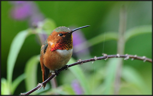 orange hummingbird allens sigma apo hummer dg 70300