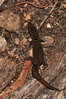 <a href="http://www.flickr.com/photos/theactionitems/4426280001/">Photo of Sphaerodactylus parvus by Marc AuMarc</a>