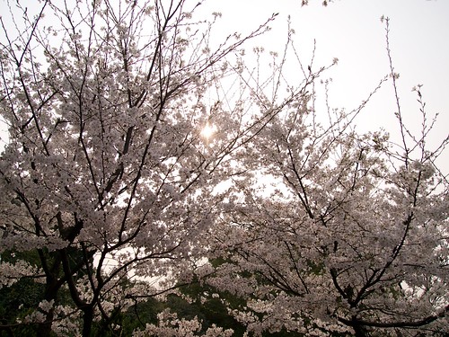 Sakura at Wuhan University