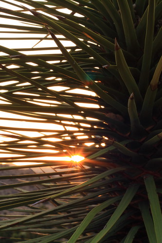 california sunrise 50mm desert sunburst yucca joshuatreenationalpark