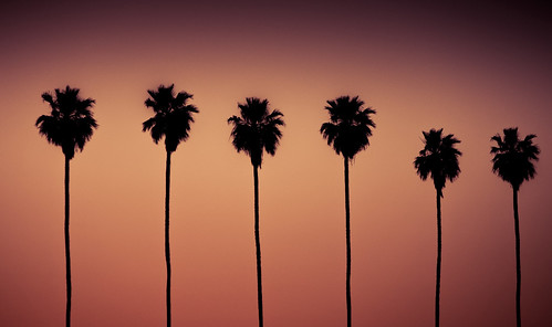 trees sunset arizona southwest phoenix silhouette rose evening tint palm southmountain