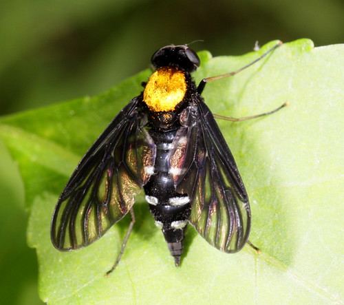 insect northcarolina fieldtrip piedmont diptera snipefly chrysopilus canonefs60mmf28macrousm rhagionidae goldenbackedsnipefly chrysopilusthoracicus bioblitz20100515