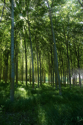 wood trees sun verde green sol grass poplar brillos rayos palencia hierba chopo