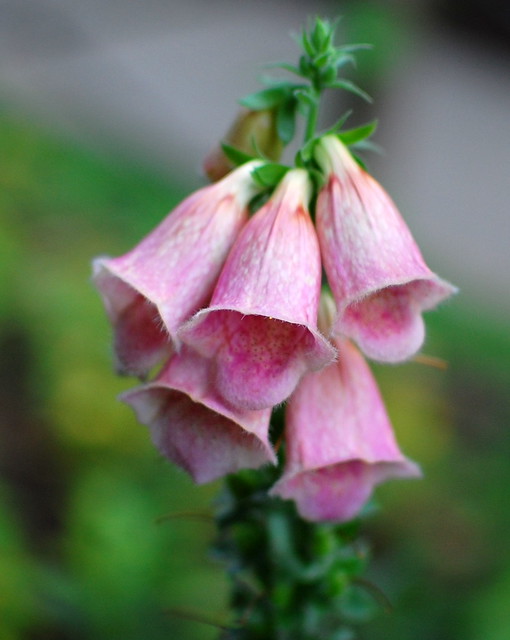 Bell-shaped flower  Flickr - Photo Sharing!