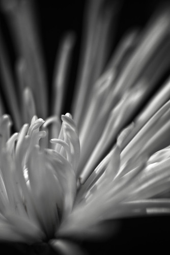 autumn macro fall wisconsin lensbaby finepix fujifilm chrysanthemum 2009 composer s3pro dousman spiderchrysanthemum theperfectphotographer bwartaward doubleglass