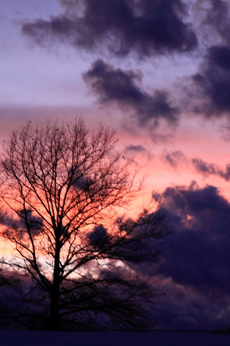 pink blue sunset tree silhouette pennsylvania sooc canoneos50d