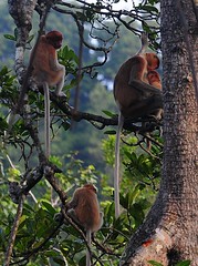 Proboscis monkey family