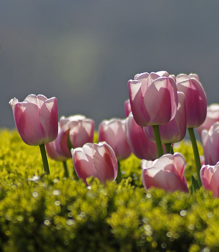 tulips surrey nationaltrust effingham polesdenlacey challengeyouwinner justpentax pentaxk20d