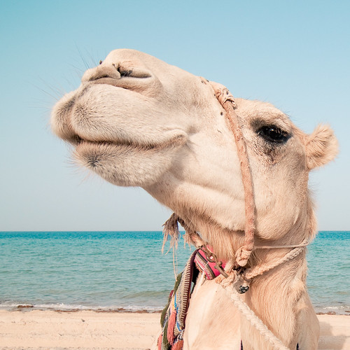 travel blue sea sky brown beach nature water animal digital geotagged eyes sand nikon asia desert outdoor turquoise frombelow camel fascination rein qatar astonishment lightroom d300 christiansenger:year=2010 gettyvacation2010