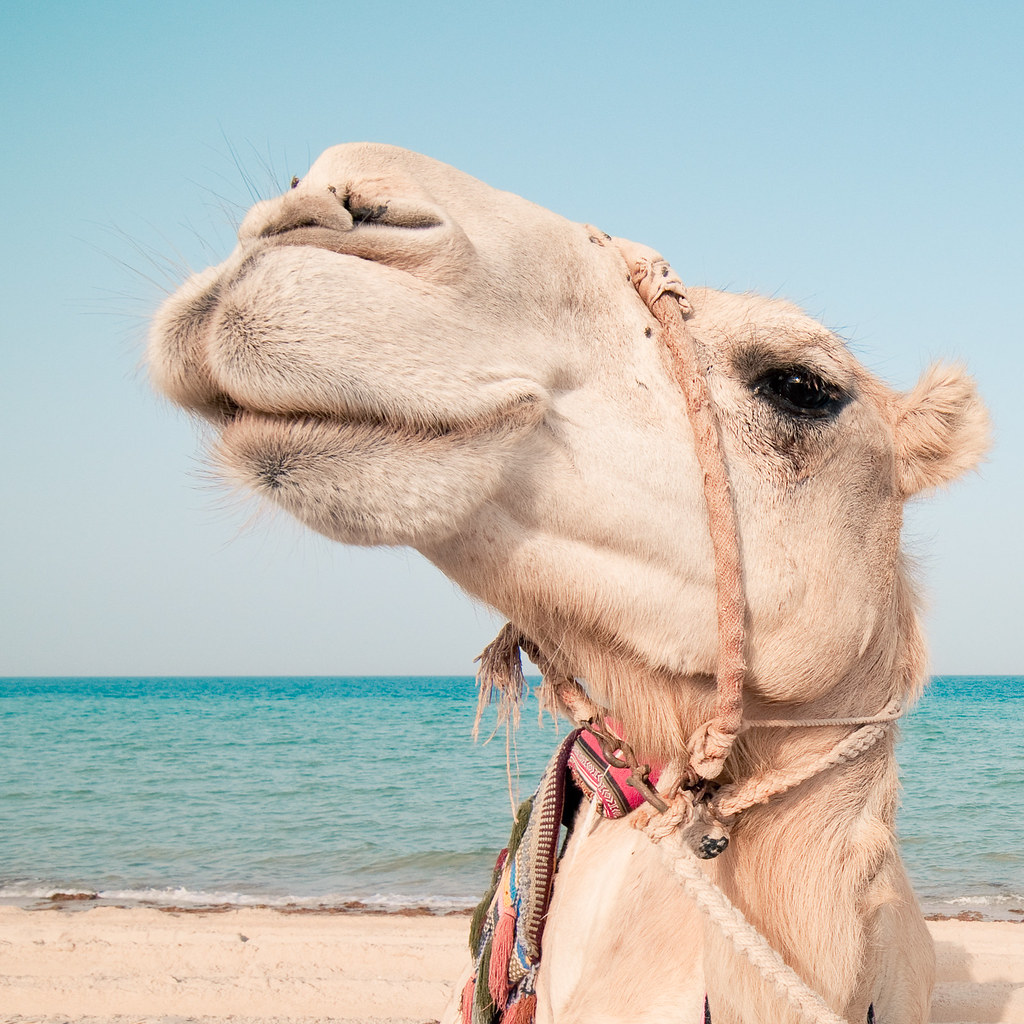 Beach Camel.