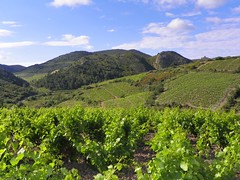 Languedoc-Roussillon vineyards