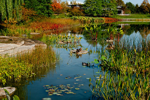 leica reflection bird duck illinois explore watergardens geotag chicagobotanicgarden cameraraw poolphoto cs5 dlux4 topazdenoise topazdetail cbgscene iphonetracklogger