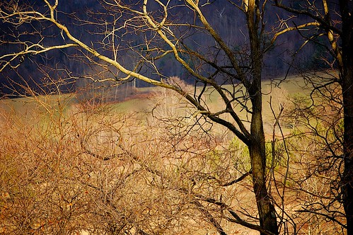sunset sunlight autumncolor elkcreek treesbranches schenevus otsegocounty edbrodzinsky