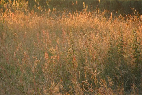 grass erba grasses gras landschaft herbe gräser трава graminées poales травы commeliniden süsgrasartige
