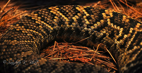 santabarbara zoo big nikon reptile snake straw scales hay eastern rattlesnake rattle sbzoo diamondback crotalus d90 adamanteus easterndiamondbackrattlesnake crotalusadamanteus