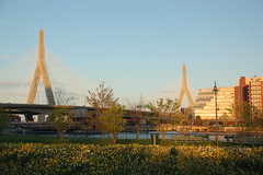 Daffodils and waterways in North Point Park looking toward the Zakim Bridge