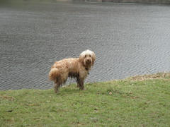 Wet dog Lake District April 2010