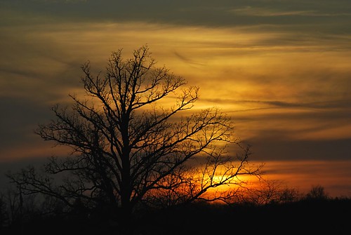sunset tree nature scenery dusk april colorphotoaward panoramafotográfico